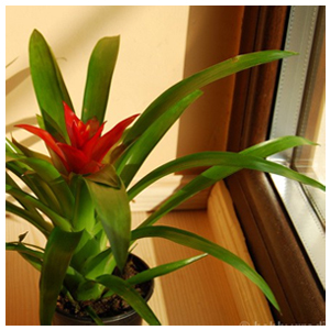 Guzmania - metode de intretinere Guzmania - metode de intretinere